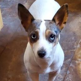 Quinn - Teddy Roosevelt Terrier