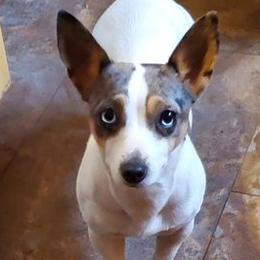 Quinn - Teddy Roosevelt Terrier
