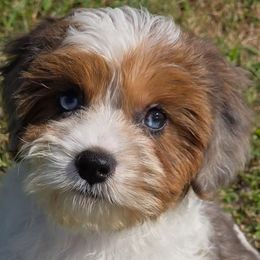 Tacori - Merle female Cavapoo puppy in Lebanon, Kentucky from Mosaic Merle Doodles