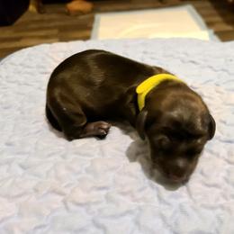 Boy 2 - Chocolate and tan male Dachshund puppy in Waynesboro, Tennessee from Owl Hollow Farm Miniature Dachshunds