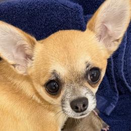 Ruby - Chihuahua