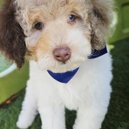 Blue - Red merle male Aussiedoodle puppy in Georgetown, California from Foothill Aussies
