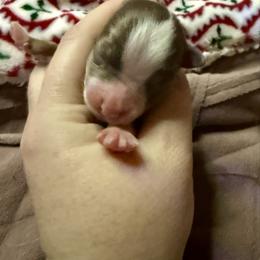 Crimson - Red tri female Miniature Australian Shepherd puppy in Gatesville, Texas from Southern Promise Aussie’s
