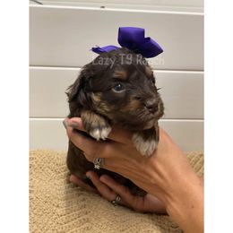Purple Collar - Red tri-color Aussiedoodle puppy in Tonopah, Arizona from Lazy T9 Ranch