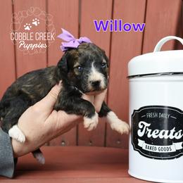 Willow - Sable female Bernedoodle puppy in Heyworth, Illinois from Cobble Creek Puppies
