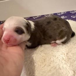 Boy 1 - Blue merle male Aussiedoodle puppy in Martin County, Florida from Biggie Ranch