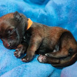 Tyrion - Fawn male Belgian Malinois puppy in Baltimore, Maryland from Abenteurer German Shepherds & Belgian Malinois
