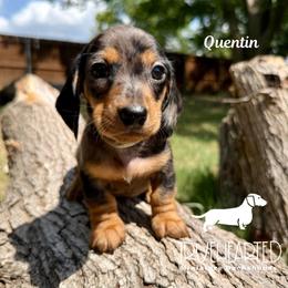Quentin - Dapple male Dachshund puppy in Royse City, Texas from Truehearted Miniature Dachshunds
