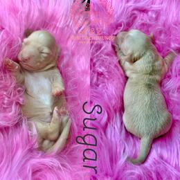 Sugar - Cream female Dachshund puppy in Hornbeck, Louisiana from A&Z Mini Dachshunds