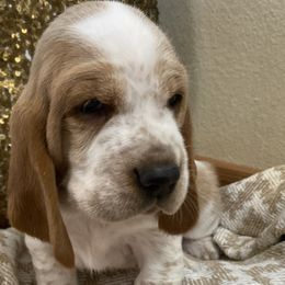 Pinecone- Female - Basset Hound puppy from Savage Sisters Basset Hounds