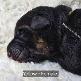 Yellow - Black and tan female German Shepherd puppy in Tony, Wisconsin from Muddy Acres German Shepherds