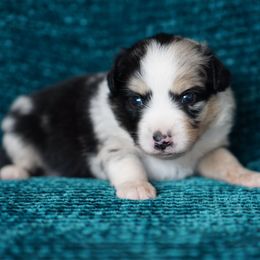Bentley - Blue merle female Miniature American Shepherd puppy in Kamuela On The Big Island, Hawaii from Royal Hawaiian Aussies LLC