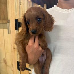 Dennis - Red male Cavapoo puppy in Bozrah, Connecticut from Cedar Creek Farm