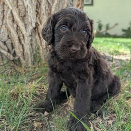 Eagle - Chocolate female Labradoodle puppy in Snowflake, Arizona from Az Mountain Doodles
