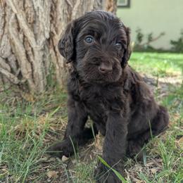 Eagle - Chocolate female Labradoodle puppy in Snowflake, Arizona from Az Mountain Doodles