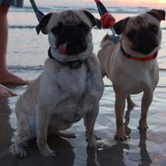 Pugs from E&Z Pugs