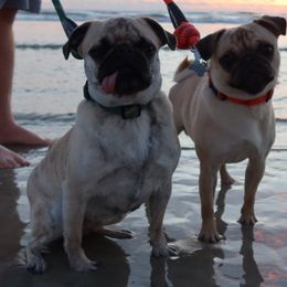 Pugs from E&Z Pugs