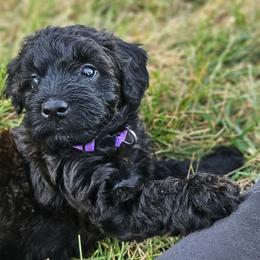 Purple  collar - Black female Whoodle puppy in O'neill, Nebraska from Willowdale Doodles