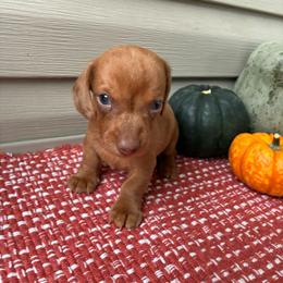 Boone - Dapple male Dachshund puppy in Staley, North Carolina from Waite's Dachshunds