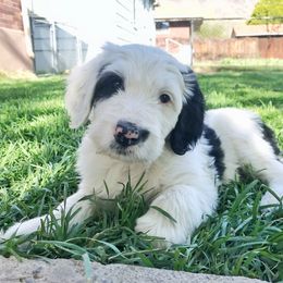Old English Sheepdog and Sheepadoodle Puppies from Doodlefolk