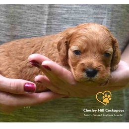 Cockapoo Puppies from Chesley Hill Cockapoos