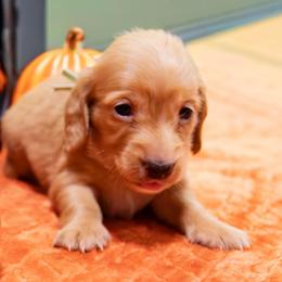 Mint Collar - Red female Dachshund puppy in Washington from Devoted Doxies, Lorraine’s Yorkies