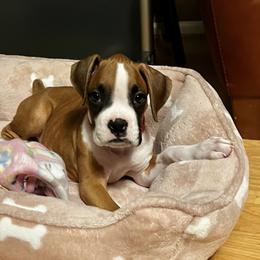 Boxer and French Bulldog Puppies from Doggoland
