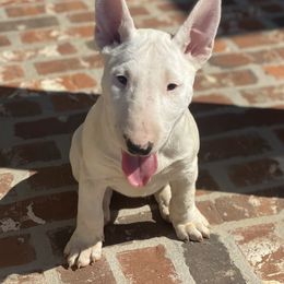 Bull Terriers from Weekley Bull Terriers