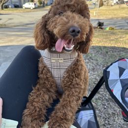Kona - Poodle