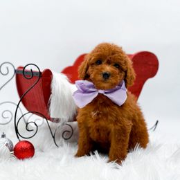 Merrybell - Red  female Goldendoodle puppy in North Carolina from NC Doodle Puppies