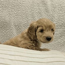 Goldendoodle Puppies from Pemberley Puppies