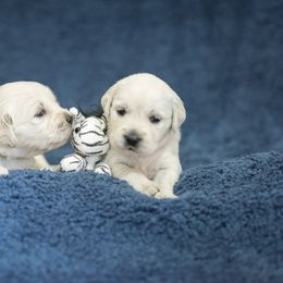 Golden Retriever Puppies from Autumnwood Golden Retrievers