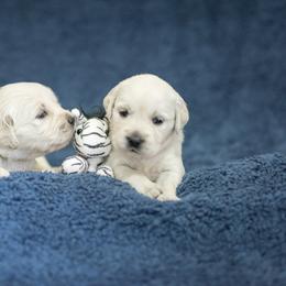 Golden Retriever Puppies from Autumnwood Golden Retrievers