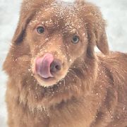 Nova Scotia Duck Tolling Retrievers from Symphony Kennel