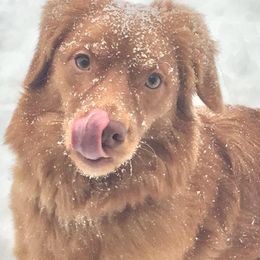 Nova Scotia Duck Tolling Retrievers from Symphony Kennel