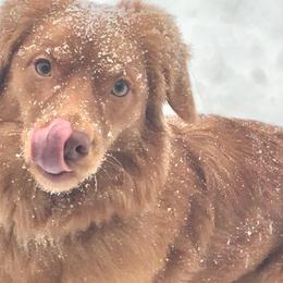 Nova Scotia Duck Tolling Retrievers from Symphony Kennel