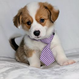 Conway - Sable and white male American Corgi puppy in Clarksville, Tennessee from Cold Creek Family Farm LLC