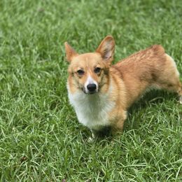 Mango - Pembroke Welsh Corgi