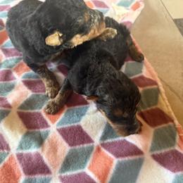 Boy 1 - Black and tan male Airedale Terrier puppy in Holton, Michigan from Yoder’s Airedale Terriers
