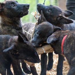 Dutch Shepherd puppies from Faberge Hollandse Herdershond