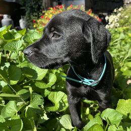 Chico - Black male Labrador Retriever puppy in Alger, Ohio from Osborne Family Retrievers