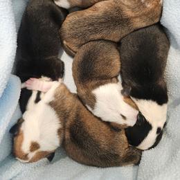 Boy 7 - Red male Pembroke Welsh Corgi puppy in Corvallis, Montana from Montana Corgi Corral