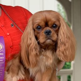 Cavalier King Charles Spaniels from Fields Edge Cavaliers