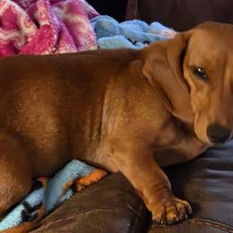 AIRWEN - Dachshund