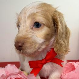 Silky Boy - Piebald male Dachshund puppy in Brookhaven, Mississippi from Southern Grace Doxies