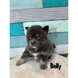 Belly - Blue female Pomsky puppy in Krum, Texas from Paw-Some Pomskies