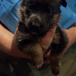 Girl 2 - Bi-color female German Shepherd puppy in Londonderry, New Hampshire from Rusak Shepherds / Wiley Hill Shepherds