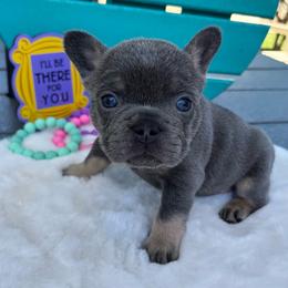 Monica - Tricolors female French Bulldog puppy in South Bend, Indiana from Furever Faithful Frenchies LLC