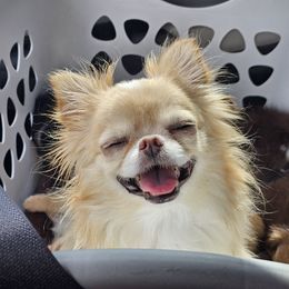 Charmy - Chihuahua