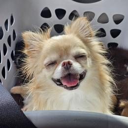 Charmy - Chihuahua